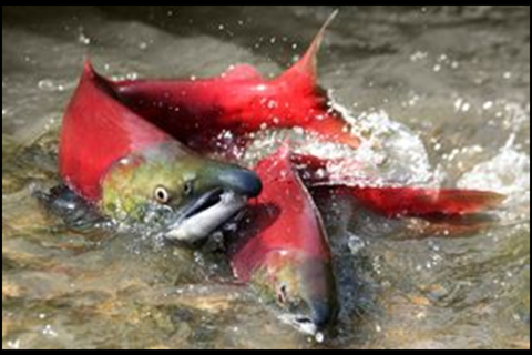 Spawning salmon